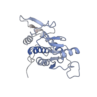 24307_7r81_B2_v1-0
Structure of the translating Neurospora crassa ribosome arrested by cycloheximide