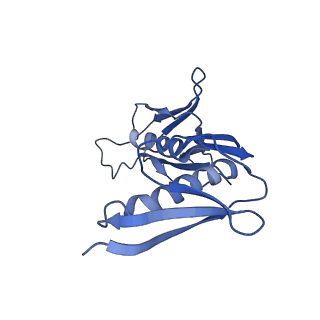 24307_7r81_K1_v1-0
Structure of the translating Neurospora crassa ribosome arrested by cycloheximide