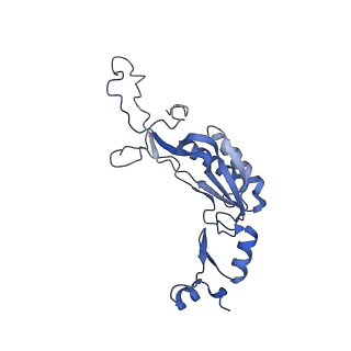 24307_7r81_L1_v1-0
Structure of the translating Neurospora crassa ribosome arrested by cycloheximide