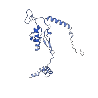 24307_7r81_N1_v1-0
Structure of the translating Neurospora crassa ribosome arrested by cycloheximide