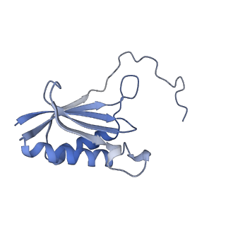 24307_7r81_P2_v1-0
Structure of the translating Neurospora crassa ribosome arrested by cycloheximide