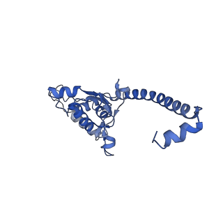 24307_7r81_Q1_v1-0
Structure of the translating Neurospora crassa ribosome arrested by cycloheximide