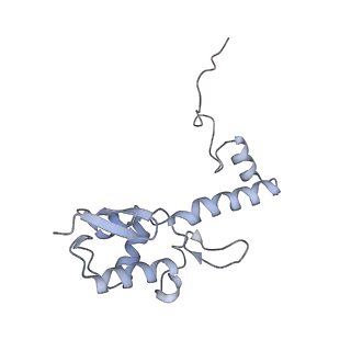 24307_7r81_T2_v1-0
Structure of the translating Neurospora crassa ribosome arrested by cycloheximide