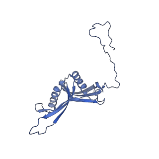 24307_7r81_U1_v1-0
Structure of the translating Neurospora crassa ribosome arrested by cycloheximide
