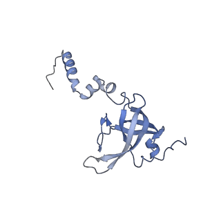 24307_7r81_Y2_v1-0
Structure of the translating Neurospora crassa ribosome arrested by cycloheximide