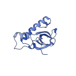 24307_7r81_b1_v1-0
Structure of the translating Neurospora crassa ribosome arrested by cycloheximide