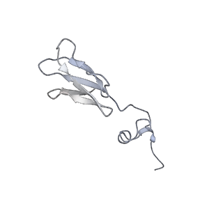 24307_7r81_c2_v1-0
Structure of the translating Neurospora crassa ribosome arrested by cycloheximide