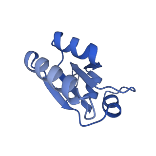 24307_7r81_e1_v1-0
Structure of the translating Neurospora crassa ribosome arrested by cycloheximide