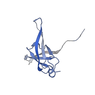 24307_7r81_h1_v1-0
Structure of the translating Neurospora crassa ribosome arrested by cycloheximide