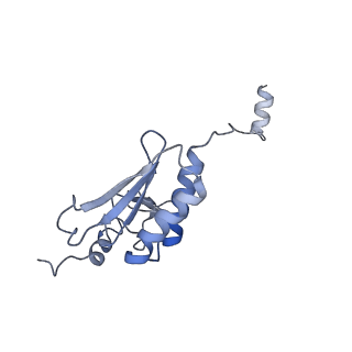 24307_7r81_s1_v1-0
Structure of the translating Neurospora crassa ribosome arrested by cycloheximide