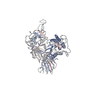 24319_7r8n_E_v1-1
Structure of the SARS-CoV-2 S 6P trimer in complex with neutralizing antibody C051