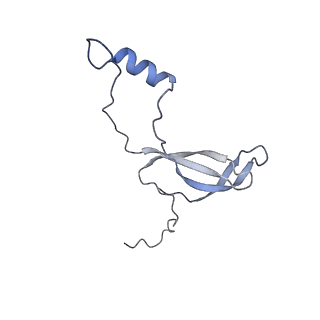 4751_6r84_C_v1-2
Yeast Vms1 (Q295L)-60S ribosomal subunit complex (pre-state with Arb1)