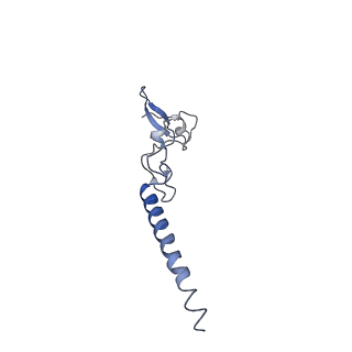 4751_6r84_i_v1-2
Yeast Vms1 (Q295L)-60S ribosomal subunit complex (pre-state with Arb1)