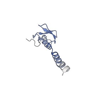 4752_6r86_D_v1-0
Yeast Vms1-60S ribosomal subunit complex (post-state)