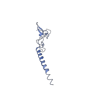4753_6r87_i_v1-2
Yeast Vms1 (Q295L)-60S ribosomal subunit complex (pre-state without Arb1)