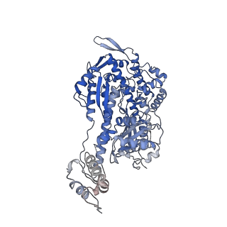 24322_7r91_D_v1-1
cryo-EM structure of the rigor state wild type myosin-15-F-actin complex