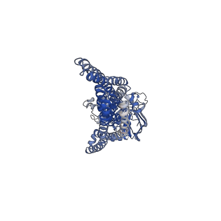 4780_6ram_B_v1-3
Heterodimeric ABC exporter TmrAB under turnover conditions in asymmetric unlocked return conformation with wider opened intracellular gate