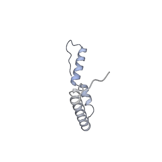 19055_8rcm_U1_v1-0
Escherichia coli paused disome complex (Non-rotated disome interface class 2)