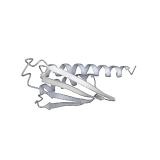 19067_8rd8_D_v1-2
Cryo-EM structure of P. urativorans 70S ribosome in complex with hibernation factors Balon and RaiA (structure 1).