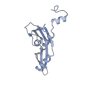 19067_8rd8_E5_v1-2
Cryo-EM structure of P. urativorans 70S ribosome in complex with hibernation factors Balon and RaiA (structure 1).