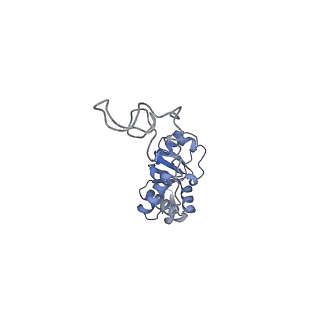 19067_8rd8_E9_v1-2
Cryo-EM structure of P. urativorans 70S ribosome in complex with hibernation factors Balon and RaiA (structure 1).