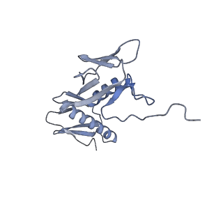 19067_8rd8_GR_v1-2
Cryo-EM structure of P. urativorans 70S ribosome in complex with hibernation factors Balon and RaiA (structure 1).