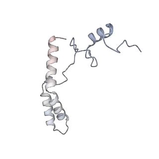 19067_8rd8_HK_v1-2
Cryo-EM structure of P. urativorans 70S ribosome in complex with hibernation factors Balon and RaiA (structure 1).