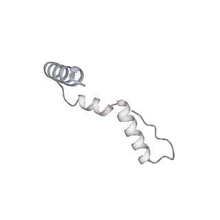 19067_8rd8_NV_v1-2
Cryo-EM structure of P. urativorans 70S ribosome in complex with hibernation factors Balon and RaiA (structure 1).