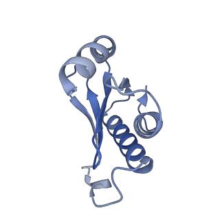 19067_8rd8_Nc_v1-2
Cryo-EM structure of P. urativorans 70S ribosome in complex with hibernation factors Balon and RaiA (structure 1).