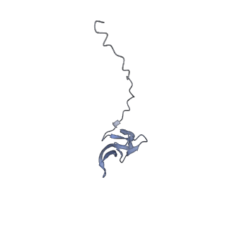 19067_8rd8_VH_v1-2
Cryo-EM structure of P. urativorans 70S ribosome in complex with hibernation factors Balon and RaiA (structure 1).