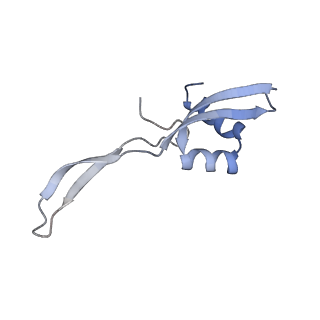 19067_8rd8_WD_v1-2
Cryo-EM structure of P. urativorans 70S ribosome in complex with hibernation factors Balon and RaiA (structure 1).