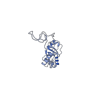 19076_8rdv_E9_v1-2
Cryo-EM structure of P. urativorans 70S ribosome in complex with hibernation factor Balon, mRNA and P-site tRNA (structure 2).