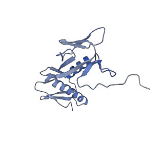 19076_8rdv_GR_v1-2
Cryo-EM structure of P. urativorans 70S ribosome in complex with hibernation factor Balon, mRNA and P-site tRNA (structure 2).