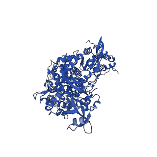 24427_7rdy_A_v1-2
SARS-CoV-2 replication-transcription complex bound to nsp13 helicase - nsp13(2)-RTC - engaged class
