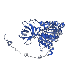 4810_6rd9_X_v1-3
CryoEM structure of Polytomella F-ATP synthase, Primary rotary state 1, composite map