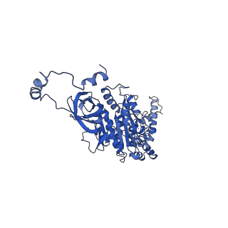 4812_6rdb_U_v1-2
CryoEM structure of Polytomella F-ATP synthase, Primary rotary state 1, focussed refinement of F1 head and rotor