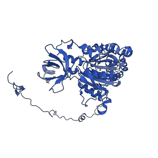 4812_6rdb_X_v1-2
CryoEM structure of Polytomella F-ATP synthase, Primary rotary state 1, focussed refinement of F1 head and rotor