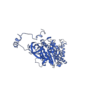 4815_6rde_U_v1-2
CryoEM structure of Polytomella F-ATP synthase, Primary rotary state 2, focussed refinement of F1 head and rotor