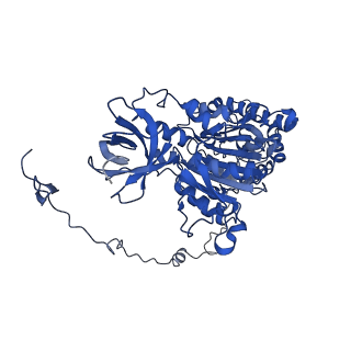 4820_6rdj_X_v1-2
Cryo-EM structure of Polytomella F-ATP synthase, Rotary substate 1A, focussed refinement of F1 head and rotor