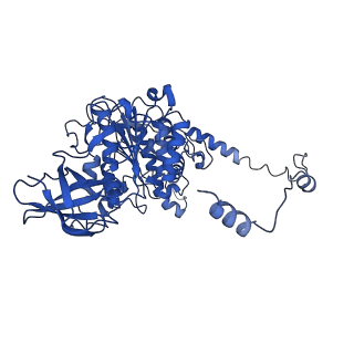 4820_6rdj_Y_v1-2
Cryo-EM structure of Polytomella F-ATP synthase, Rotary substate 1A, focussed refinement of F1 head and rotor