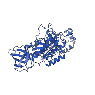 4823_6rdm_T_v1-3
Cryo-EM structure of Polytomella F-ATP synthase, Rotary substate 1B, focussed refinement of F1 head and rotor