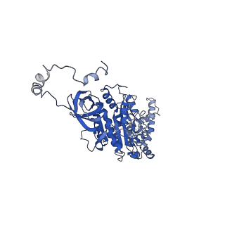 4823_6rdm_U_v1-3
Cryo-EM structure of Polytomella F-ATP synthase, Rotary substate 1B, focussed refinement of F1 head and rotor
