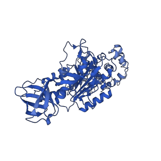 4826_6rdp_T_v1-2
Cryo-EM structure of Polytomella F-ATP synthase, Rotary substate 1C, focussed refinement of F1 head and rotor