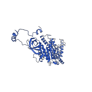 4826_6rdp_U_v1-2
Cryo-EM structure of Polytomella F-ATP synthase, Rotary substate 1C, focussed refinement of F1 head and rotor