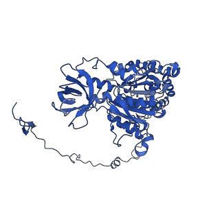 4826_6rdp_X_v1-2
Cryo-EM structure of Polytomella F-ATP synthase, Rotary substate 1C, focussed refinement of F1 head and rotor