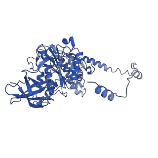 4826_6rdp_Y_v1-2
Cryo-EM structure of Polytomella F-ATP synthase, Rotary substate 1C, focussed refinement of F1 head and rotor
