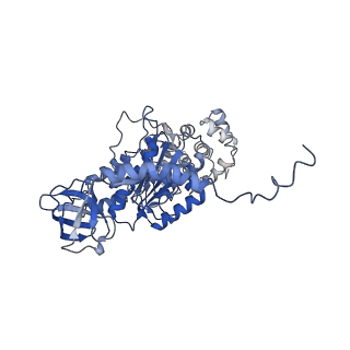 4827_6rdq_T_v1-2
Cryo-EM structure of Polytomella F-ATP synthase, Rotary substate 1D, composite map