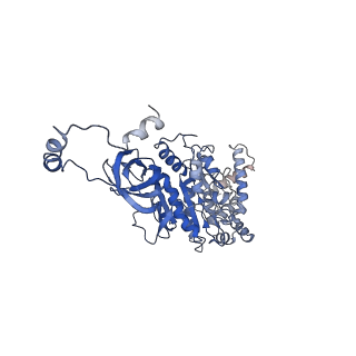 4827_6rdq_U_v1-2
Cryo-EM structure of Polytomella F-ATP synthase, Rotary substate 1D, composite map