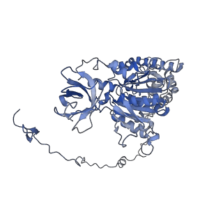 4827_6rdq_X_v1-2
Cryo-EM structure of Polytomella F-ATP synthase, Rotary substate 1D, composite map