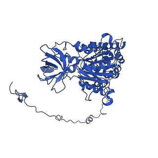 4830_6rdt_X_v1-2
Cryo-EM structure of Polytomella F-ATP synthase, Rotary substate 1E, composite map